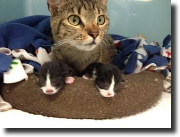 brandy with kittens