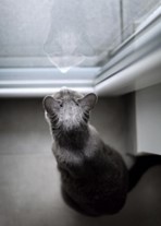 Gray Cat Looking Out of a Window